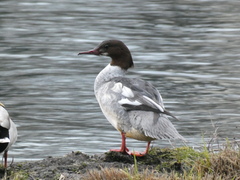 Mergus merganser merganser