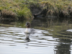 Mergus merganser merganser