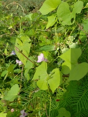Ipomoea × leucantha