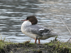 Mergus merganser merganser