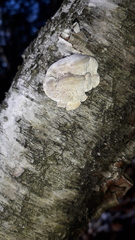 Trametes suaveolens