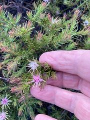 Diastella proteoides