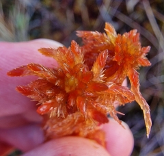 Sphagnum subnitens