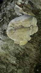 Trametes suaveolens