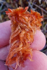 Sphagnum subnitens