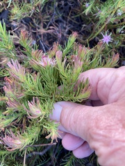 Diastella proteoides