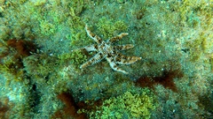 Coscinasterias tenuispina