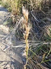 Andropogon glomeratus