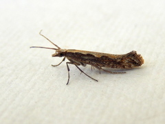 Plutella xylostella-australiana