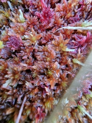Sphagnum subnitens