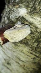 Trametes suaveolens