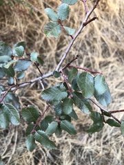 Rhamnus ilicifolia