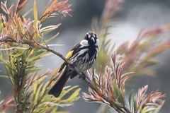 Phylidonyris niger