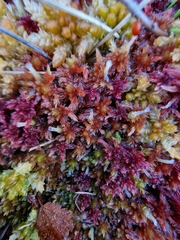 Sphagnum subnitens