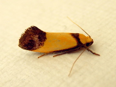 Crepidosceles timalphes