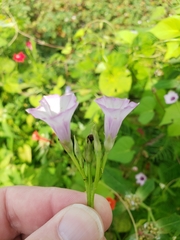 Ipomoea × leucantha