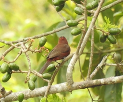 Coryphospingus cucullatus