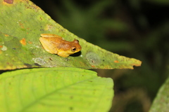 Dendropsophus