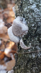 Trametes suaveolens