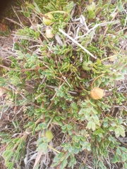 Roepera sessilifolia