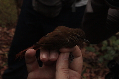 Glyphorynchus spirurus