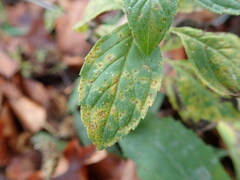 Puccinia menthae