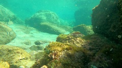 Canthigaster capistrata