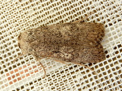 Cryptophasa irrorata