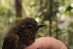 Glyphorynchus spirurus