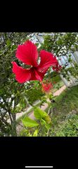 Hibiscus rosa-sinensis