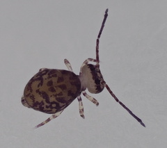 Ptenothrix marmorata