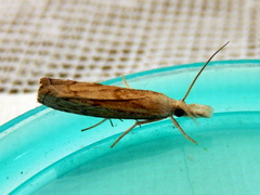 Culladia cuneiferellus