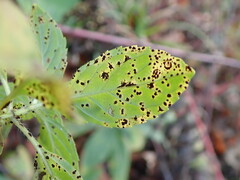Puccinia menthae
