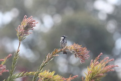 Phylidonyris niger