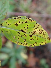 Puccinia menthae