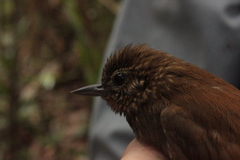 Glyphorynchus spirurus