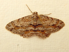 Didymoctenia exsuperata