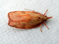 Enchocrates glaucopis