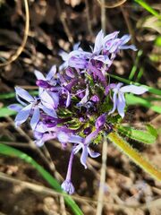 Pentanisia prunelloides