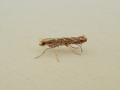 Epicephala trigonophora