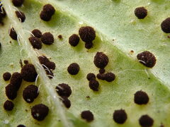 Puccinia menthae