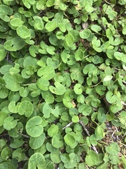 Centella asiatica