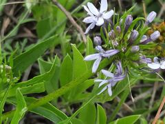 Pentanisia prunelloides