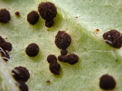 Puccinia menthae