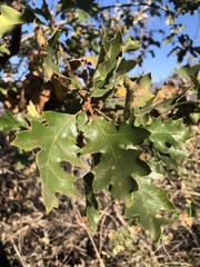 Quercus kelloggii