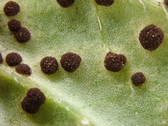 Puccinia menthae