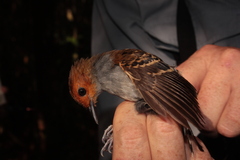 Willisornis poecilinotus