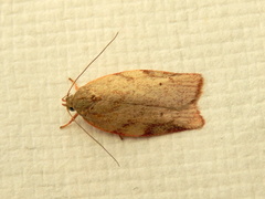 Euchaetis inceptella