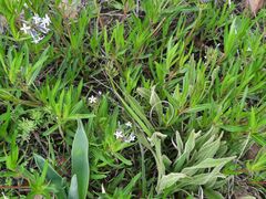 Pentanisia prunelloides