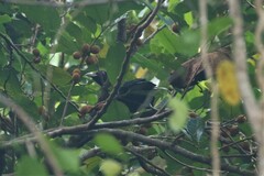 Eudynamys orientalis